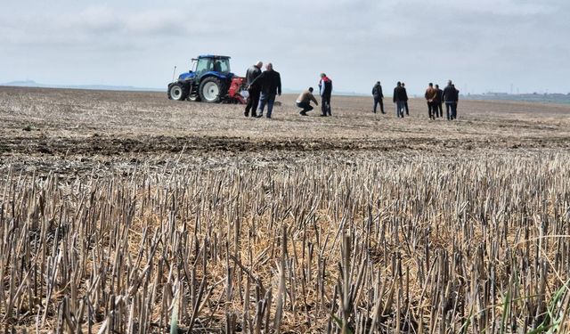 Tekirdağ'da anıza ekim dönemi: Anıza ekim Türkiye'ye örnek olacak