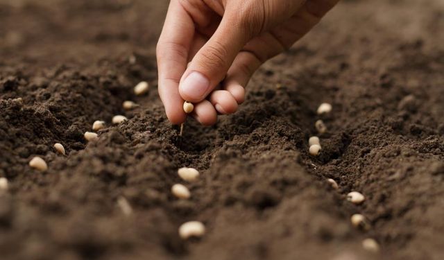 Türkiye'nin tohum ve fide üretimi arttı meyve fidanı üretimi ise 10,7 milyon azaldı