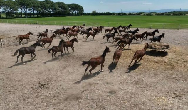 700 yıllık işletmenin milyonluk atları havadan görüntülendi