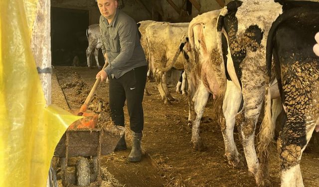 Devlet desteğiyle gelen başarı: 5 büyükbaş hayvanı 7 yılda 86'ya çıkardı