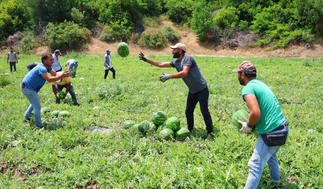 Tescilli Adana karpuzunda hasat başladı: Kilogramı 20-24 lira