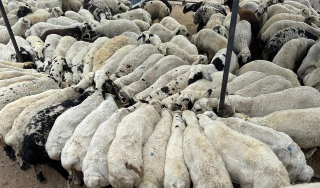 Karnı şiş kurbanlıklara dikkat: Yeme karıştırılan tuz ve sumak koyunları şişkin gösteriyor
