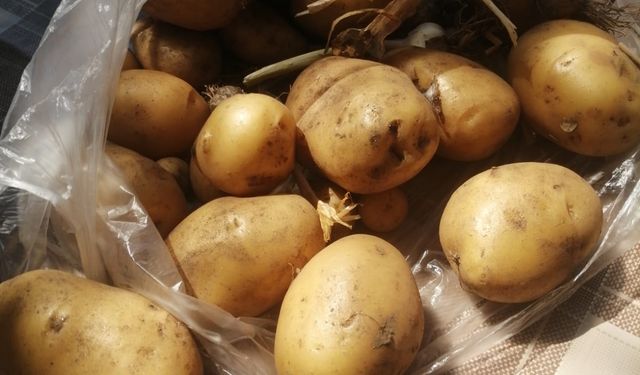 Kırklareli’nde Vatandaşlar Bahçelerinde Patates Üretiyor