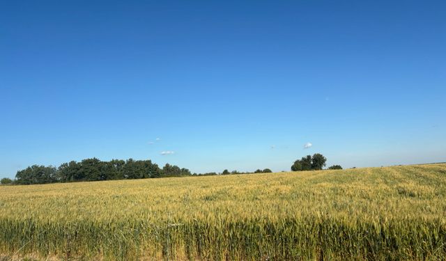 Kırklareli Tarlalarında Buğdaylar Başak Verdi