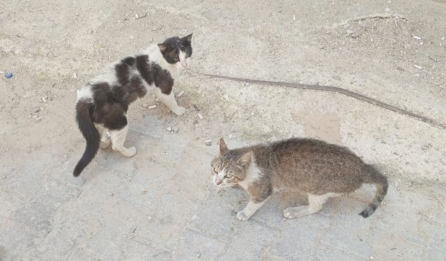 Mahallenin Aslanları Yine Kapıştı