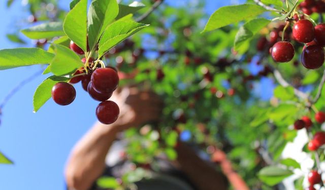 Meyvedeki düşüş tarım işçilerini de kara kara düşündürüyor