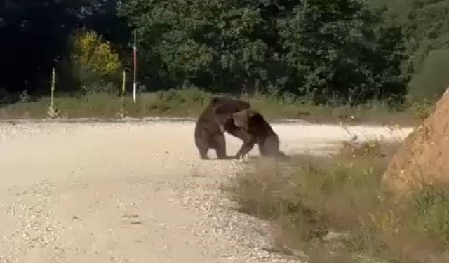 Yolun ortasında güreşe tutuşan ayılar, uçurumdan yuvarlandı