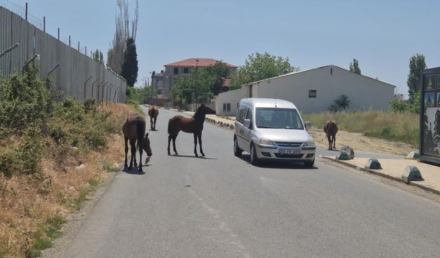 Bunlarda sokak atları: Sürücülere zorluk çıkardılar