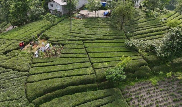 Rize'nin yeni gözdesi: Baklava görünümlü çay bahçesi