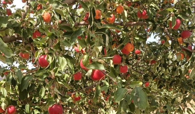 Yaza Özel Lezzet: Yaz Elması