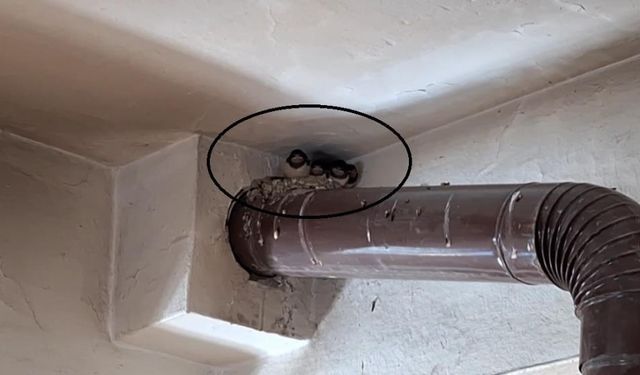Kırlangıç ailesinin yuvası kahvehane oldu