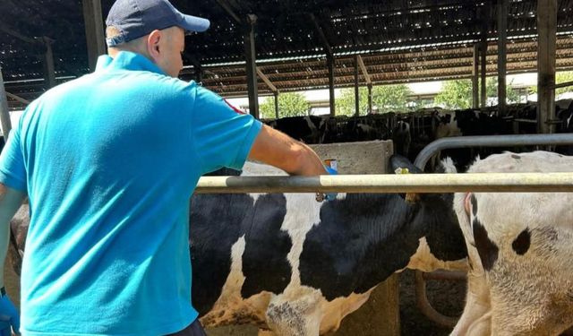 Hayrabolu'da şap hastalığına karşı aşılama çalışması başladı