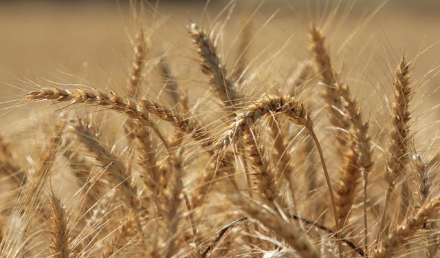 Küresel hububat üretiminde tüm zamanların en yüksek seviyesi bekleniyor