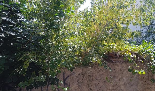 Sokak Aralarındaki Ağaçlar Dikkat Çekiyor