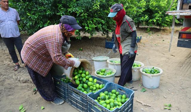 Limonda fiyatı düşürecek hasat başladı