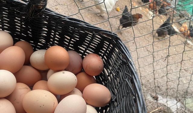 Okulların açılması yumurtayı "Mayıs çukuru"ndan kurtaracak