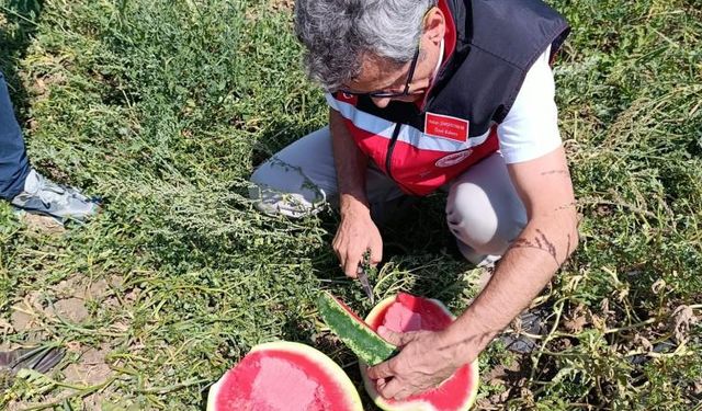 Tekirdağ’da karpuz üretimine yakından takip
