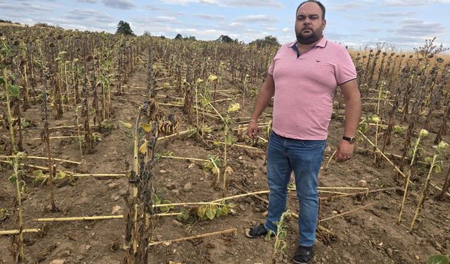 Kuraklığın üstüne bir darbe de domuzlardan: Ayçiçeği tarlaları tehdit altında