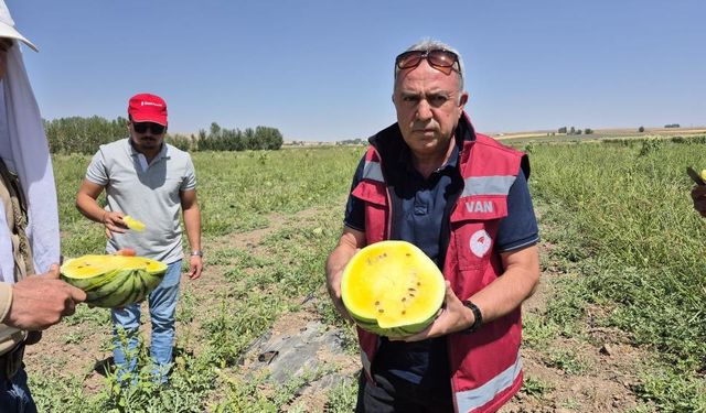 Van'da sarı karpuz dönemi başladı