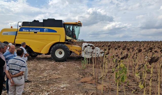 Tekirdağ'da anıza ekim ayçiçeği projesinde tarla günü düzenlendi