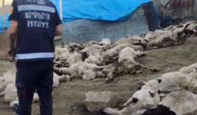 Van’da kurt saldırısı: 111 koyun telef oldu