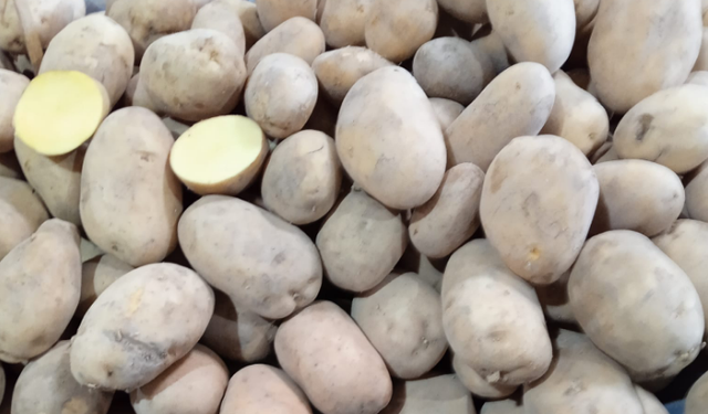 Kırklareli’nde Patates Tezgâhları Dikkat Çekiyor
