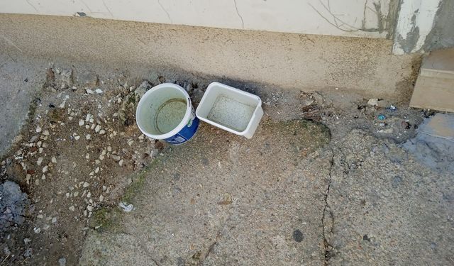 Vatandaşlardan Sokak Hayvanlarına Duyarlı Davranış