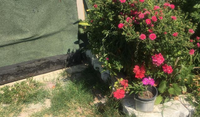 Sardunya ve Yıldızpatılar Bahçeleri Süslüyor