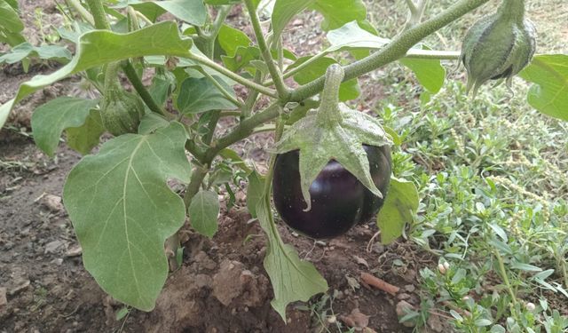 Kırklareli’nde Bahçelerde Patlıcan Bereketi