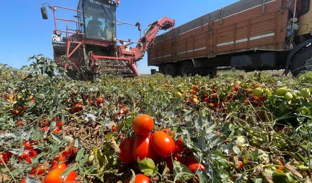 Tarımda plansızlık, üreticiyi zora sokuyor