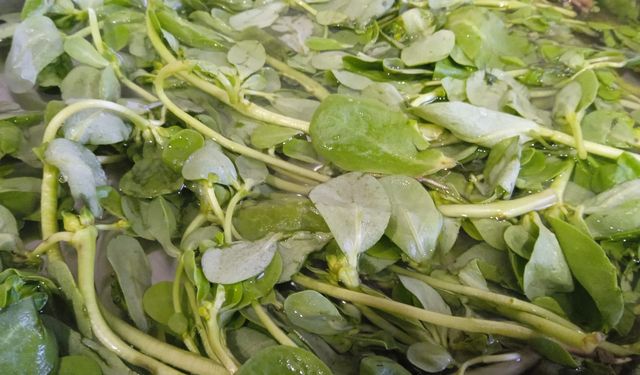 Sağlıklı Beslenmenin Vazgeçilmezi: Semizotu