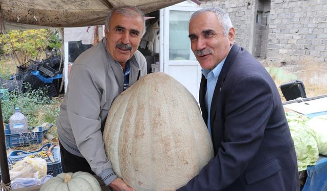 Ata tohumu 51 kiloluk dev kabak ilgi odağı oldu