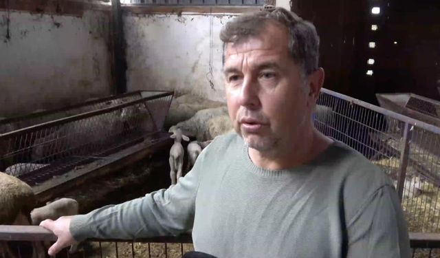 Annesi ve kardeşleri ölen kuzunun yürek burkan hikayesi