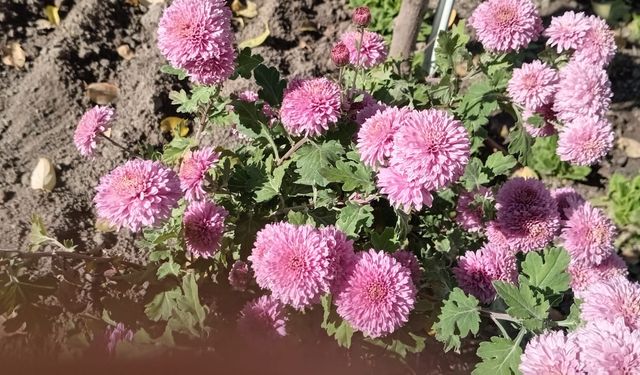 Sonbaharın Güzelliği: Kasımpatılar Renk Cümbüşü Yarattı