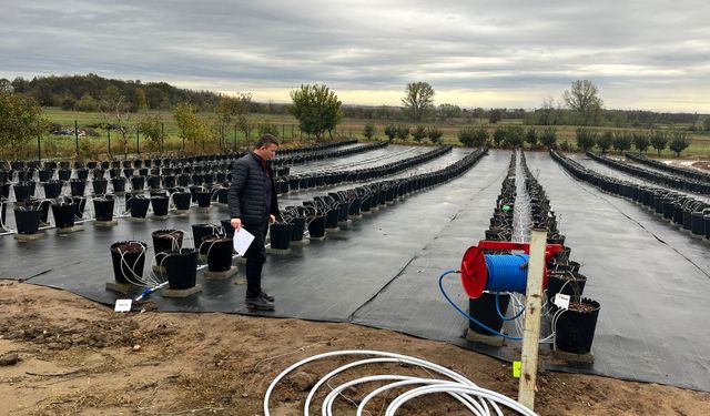 Lüleburgaz’da Yaban Mersini Bahçeleri İncelendi