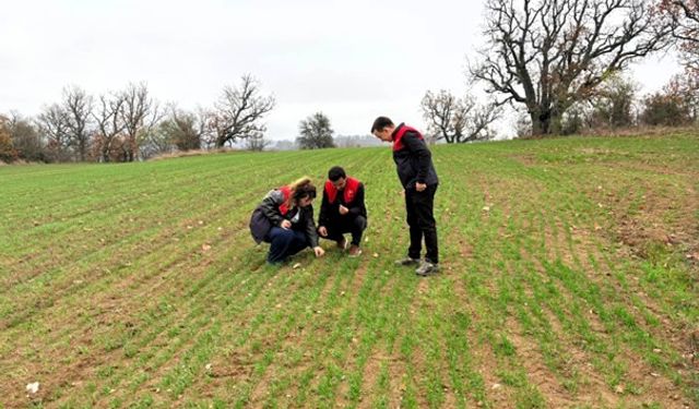 Kırklareli’nde Buğday Tarlalarında Teknik İnceleme