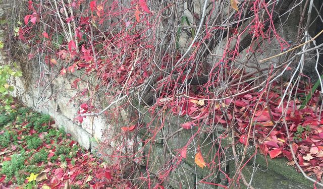 Kırklareli’de Sonbahar Renkleri Şehri Sardı