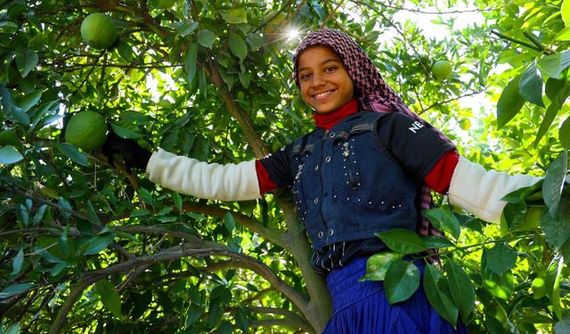 Adana'da portakal hasadı başladı, 360 bin ton rekolte bekleniyor