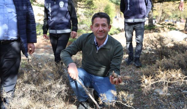 Kilosu etle yarışıyor: Japonların gözdesi sedir mantarı çıktı