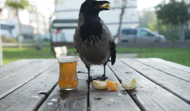 Bu karga çay içip Rize helvası yiyor: Organik gıdaları seviyor