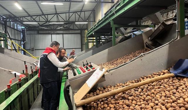 Tekirdağ'da ceviz ekim alanları genişliyor