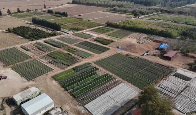 Yanan ormanlar üretilen milyonlarca fidanla yeşerecek