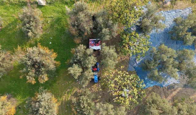 Zeytin hasadı başladı, Marmarabirlik'ten 70 bin tonluk alım ve 50 milyon dolarlık ihracat hedefi