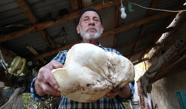 Kütahya'da 3 kilo dev mantar bulundu