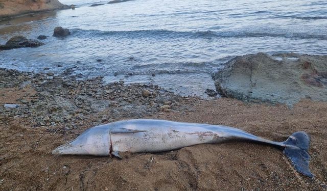 Çanakkale’de ölü yunus balığı sahile vurdu
