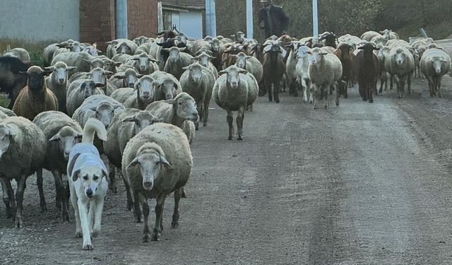 Aylık 50 bin liraya çoban bulamıyorlar