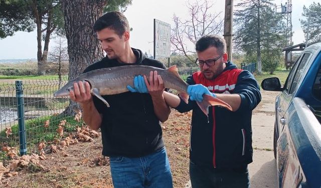 Balıkçının ağlarına takılan Mersin balığı koruma altına alındı
