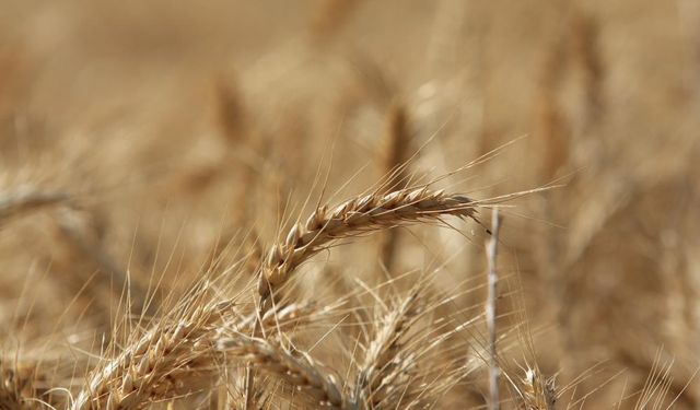 Küresel tahıl üretiminde 105 milyon tonluk rekor artış bekleniyor