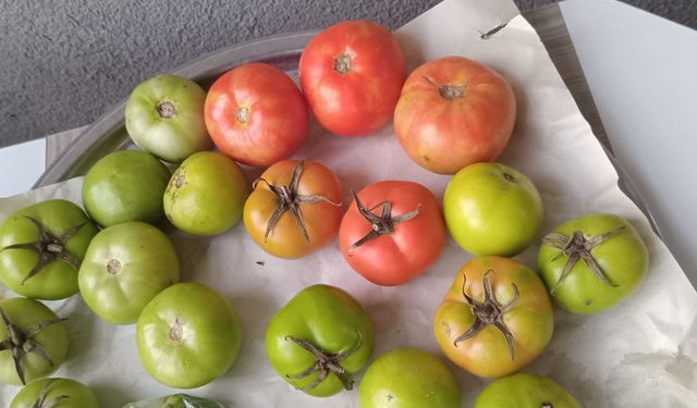 Kırklareli’nde Sonbaharın Son Domates Hasadı