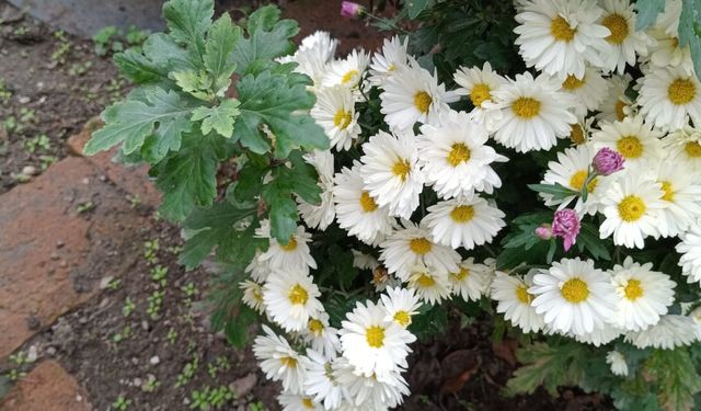 Kırklareli’de Sonbaharın Güzelliği: Kasımpatılar Açtı